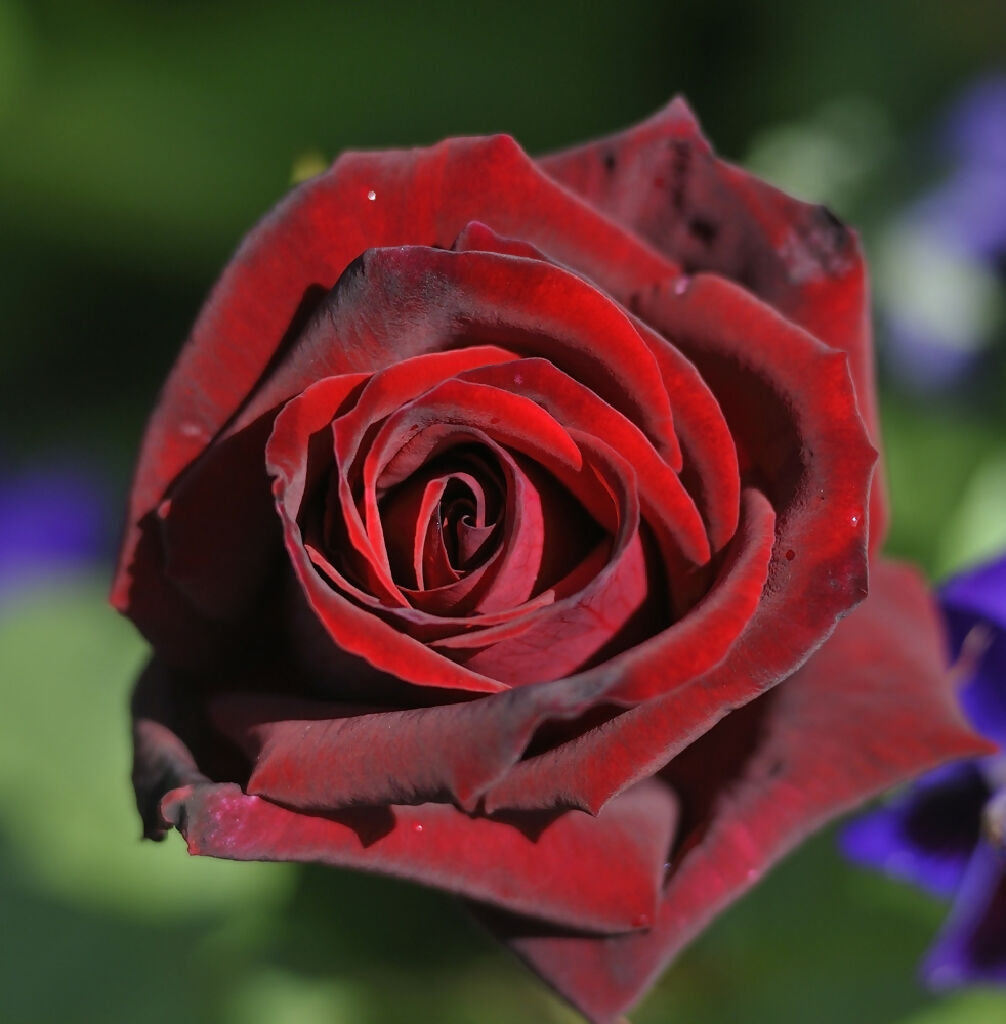 Rose 'Deep Secret' Plant – Intensely Fragrant Dark Red Hybrid Tea Rose for  Borders & Pots – Country Living Marketplace