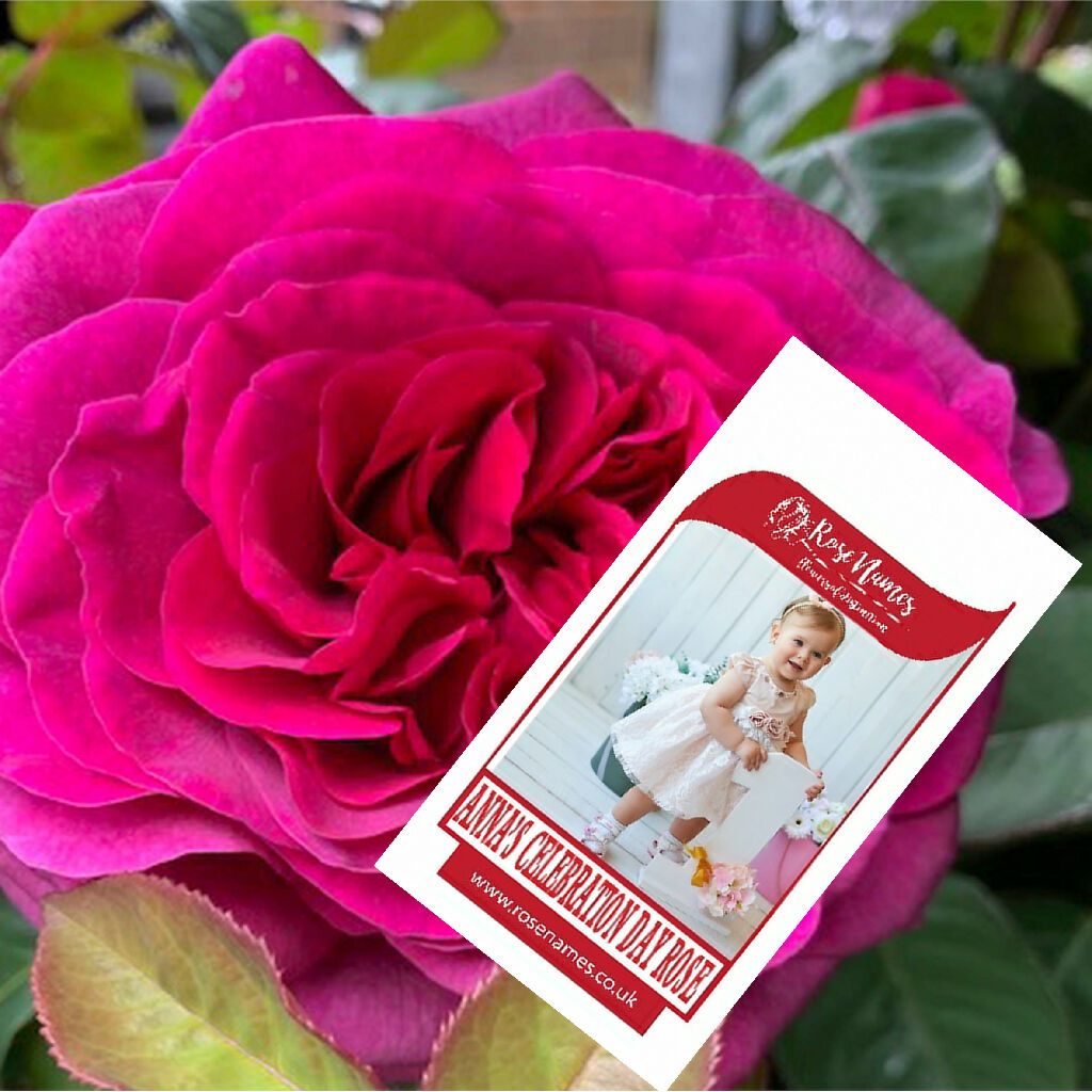 What Is A Baby Rose Called
