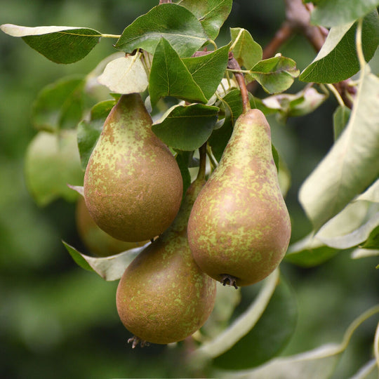 Pear Trees, 'Concorde', Full Plants in 10 Litre Pots
