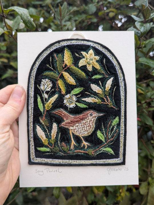 Song Thrush on black velvet