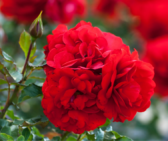 Rose Plant 'Lili Marlene' Full Plants in 5 Litre Pots