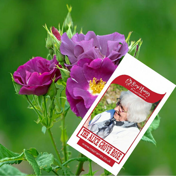 THE ALICE GROVE ROSE BLUE