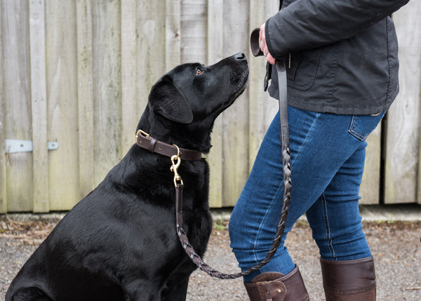 Brown Leather Dog Collar