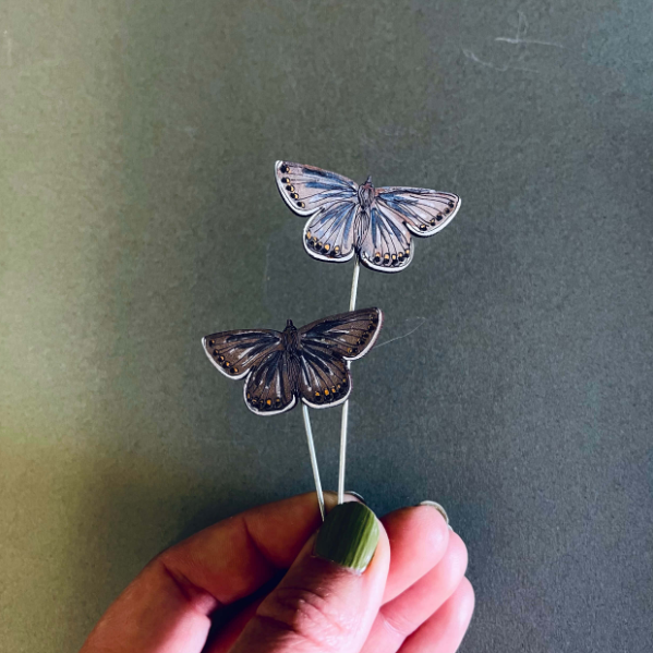 Common Blue Butterfly Plant Pot Companions