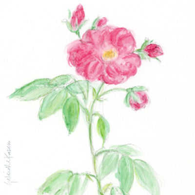 'Rosa Mundi' Original Watercolour Painting