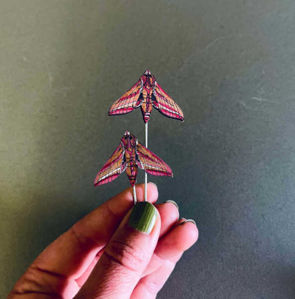 Elephant Hawk Moth Plant Pot Companions
