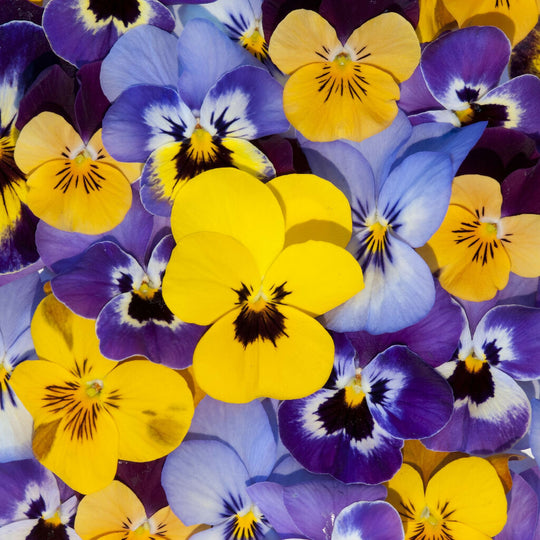 Viola Plants, F1 'Sorbet Select XP', 20 x Full Plant Pack