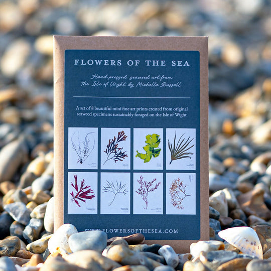 Seaweed Set of Mini Prints