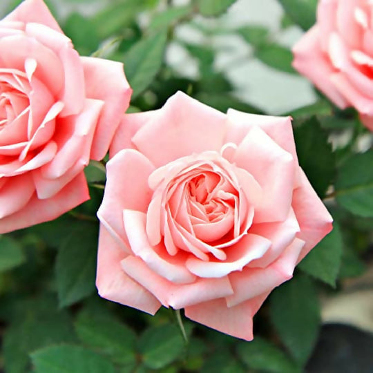 Rose Plant 'Compassion' Full Plants in 5 Litre Pots