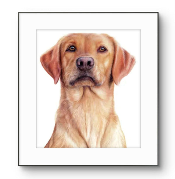 Pet Portrait Commissions