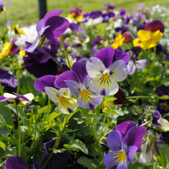 Viola Plants, 'Mixed', 20 x Full Plant Pack