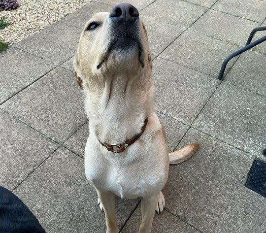 Leather ID House Collar