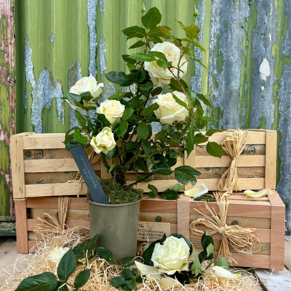 White Wood Roses White Rose in Wooden Crate | Country Living Marketplace
