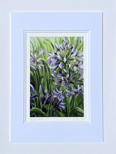 Agapanthus Fine Art Print