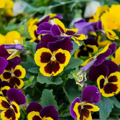 Pansy Plants, 'Yellow with Purple Wing', 20 x Full Plant Pack