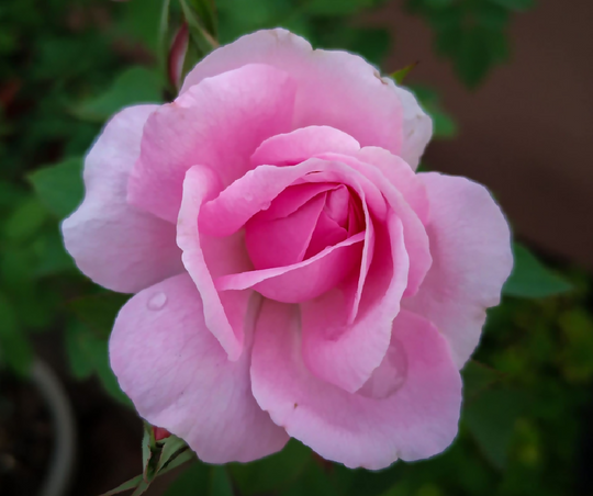 Rose Plant 'Queen Elizabeth' Full Plants in 5 Litre Pots