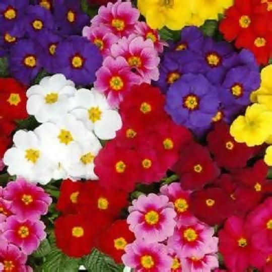 Primula Plants, 'Multicolours Mix', 6 x Full Plant Pack