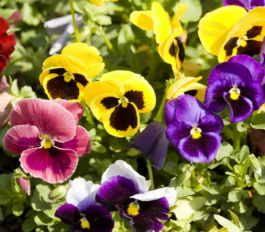 Pansy Plants, 'Happy Faces', 20 x Plant Pack