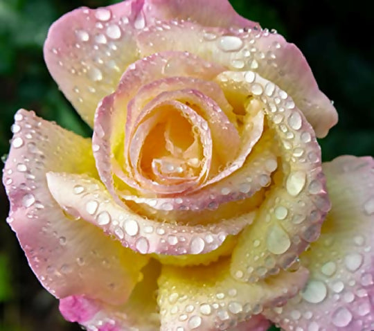 Rose Plant 'Peace' Full Plants in 5 Litre Pots