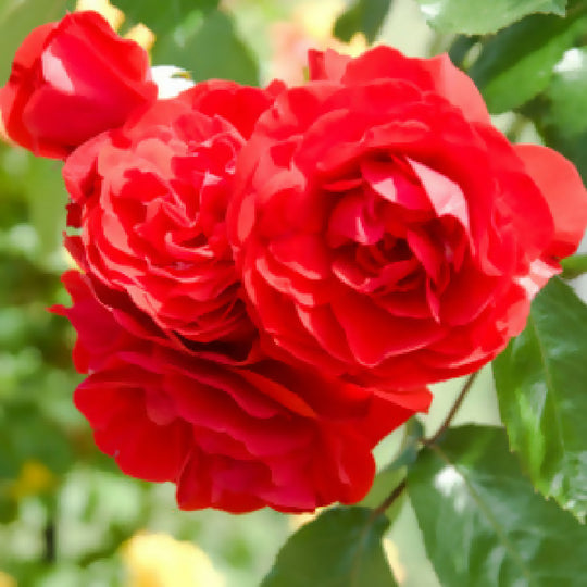 Rose Plant 'Trumpeter' Full Plants in 3 Litre Pots