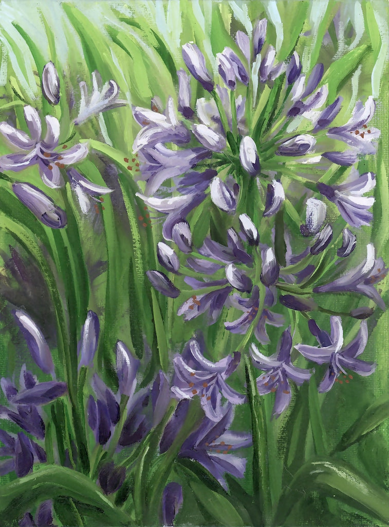 Agapanthus Fine Art Print