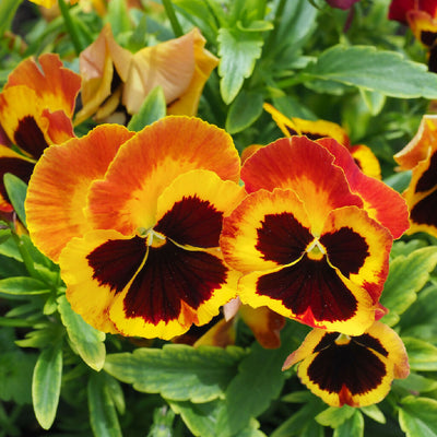 Pansy Plants, 'Fire Surprise', 20 x Full Plant Pack