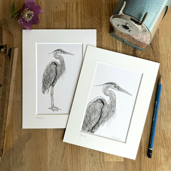 Heron mounted art print size 6"x8"