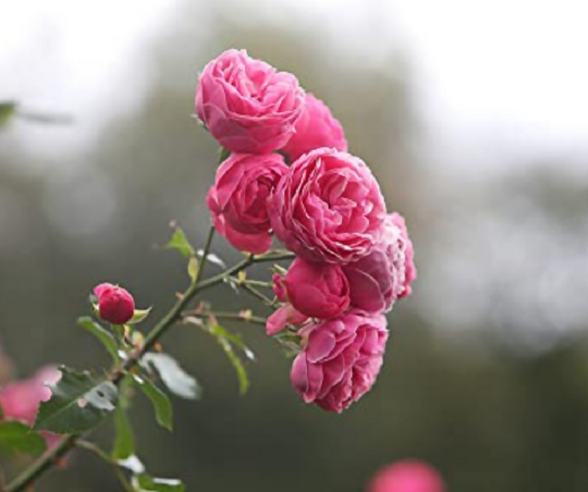 Rose Plant 'Zephirine' Full Plants in 5 Litre Pots