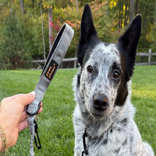 The Explorer Nylon Leash | Nylon Leash in Black, Grey, Green, or Pink