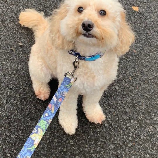 William Morris “Strawberry Thief” Canvas Collar and Lead Gift Set in Navy