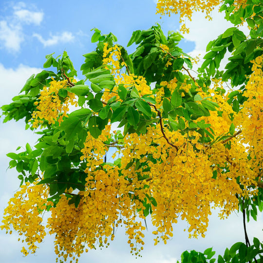 Laburnum Trees, 'Vossi', Full Plants in 10 Litre Pots