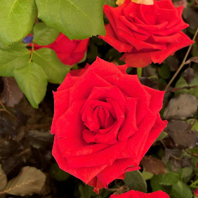 Father's Day Name your own Rose and Bottle of Red Wine