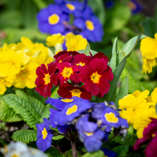 Polyanthus Plants, 'Stella Mix', 20 x Full Plant Pack