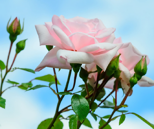 Rose Plant 'New Dawn' Full Plants in 5 Litre Pots