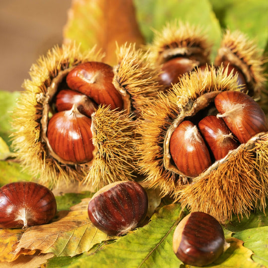 Sweet Chestnut Trees, Full Plants in 10 Litre Pots