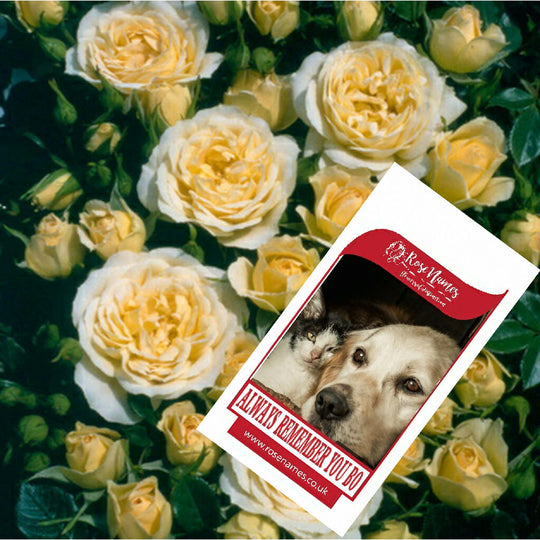 Name a Pet Remembrance Rose