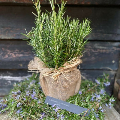 The Rosemary for Remembrance Gift