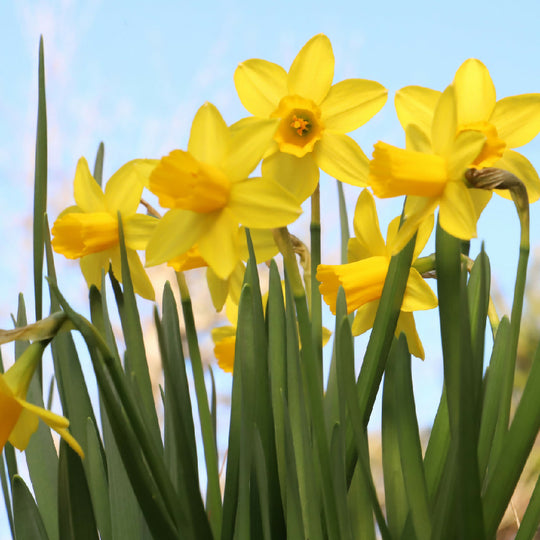 Daffodil Bulbs, 'Tete a Tete', Bulb Pack