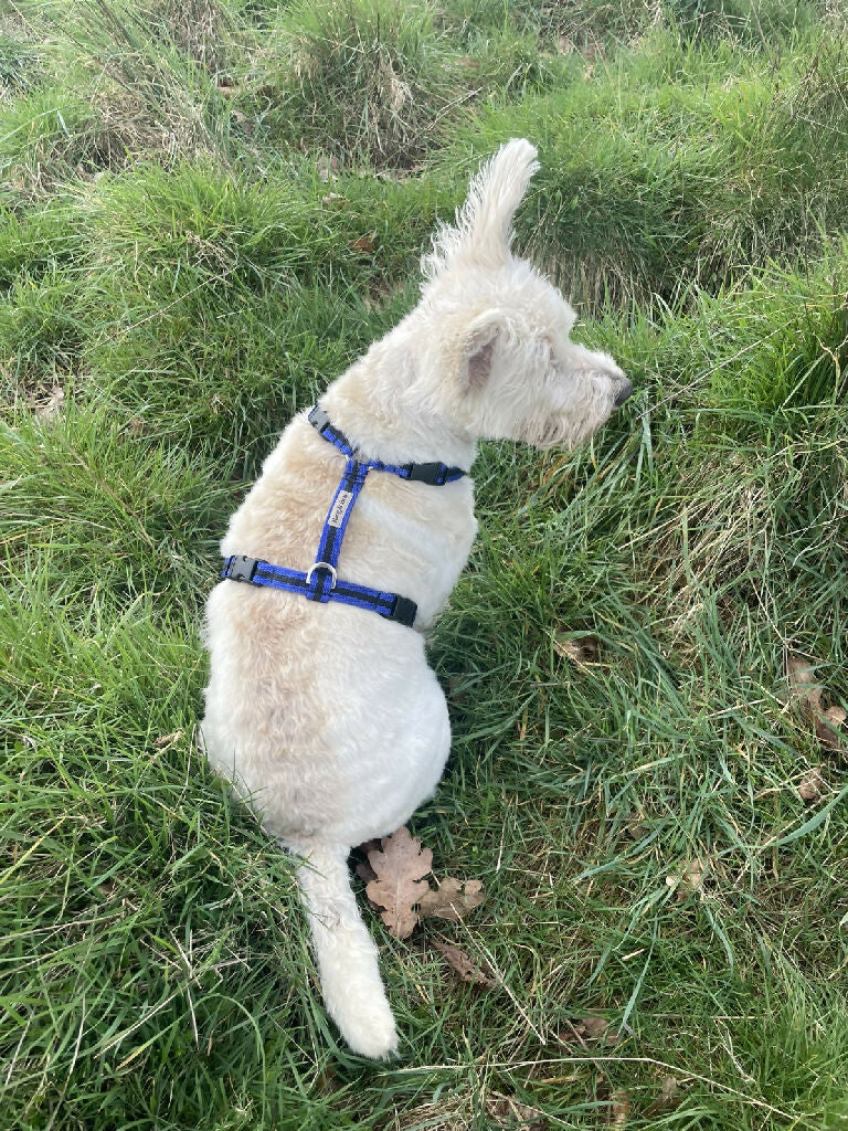 terrier-y-shpaed-harness-blue-reg-and-bob