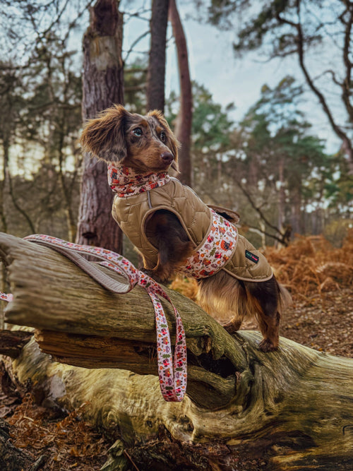 Whimsical Farm Waterproof Dog Coat