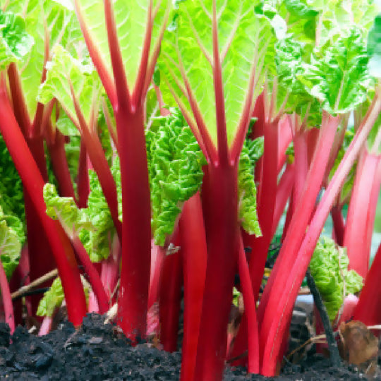 Rhubarb Plants, 'Victoria', Full Plants in 1 Litre Pots