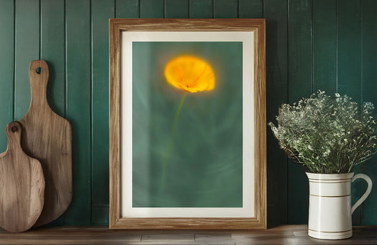 Californian Poppy - Flower Art Print for Home Interiors