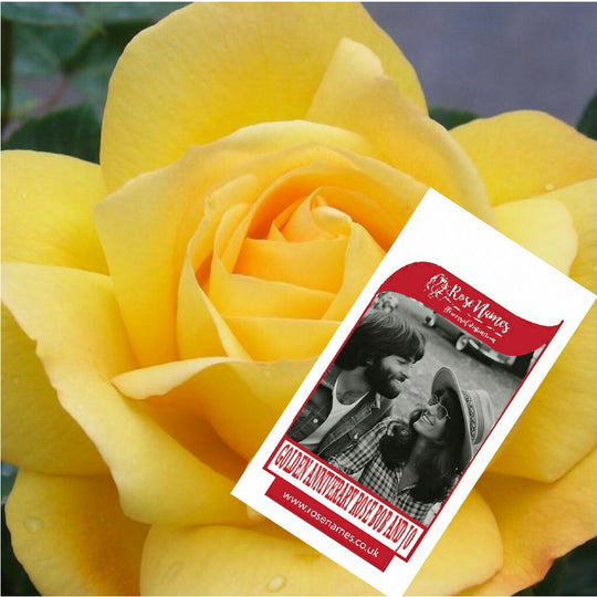 Name an Anniversary Rose