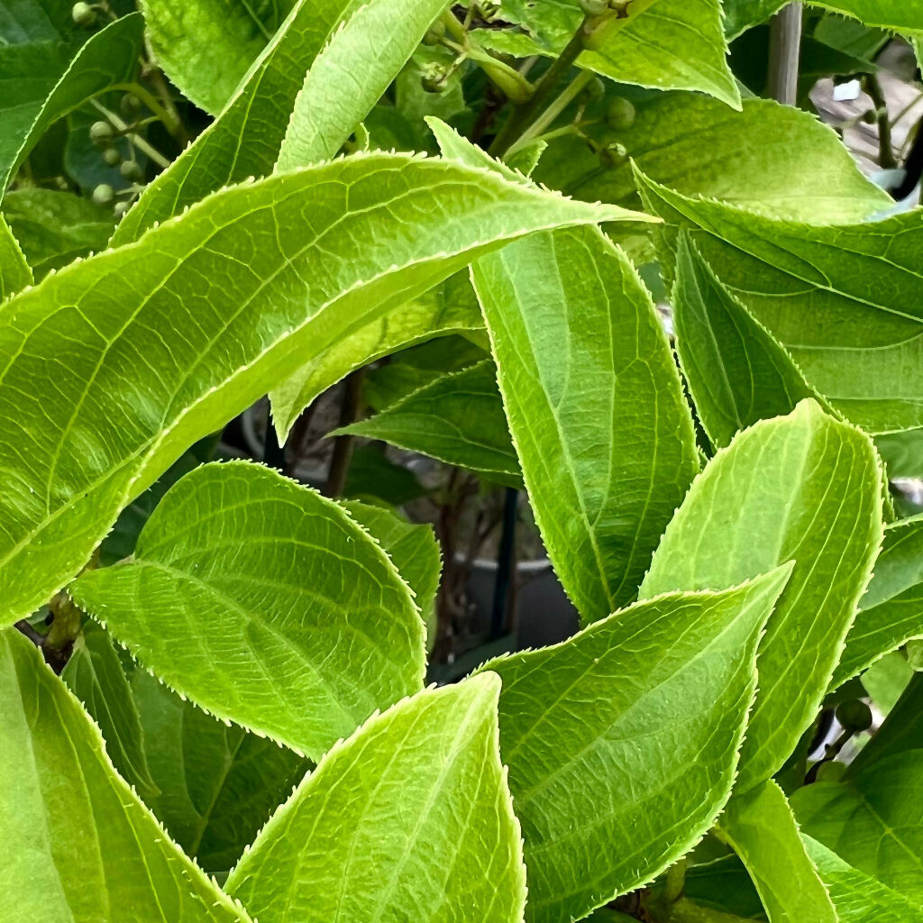 The Gluttonosu gardener - Cocktail Kiwi foliage