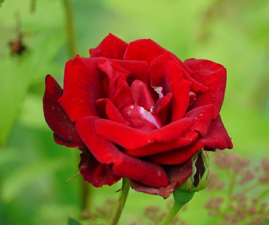 Rose Plant 'Paul's Scarlett' Full Plants in 5 Litre Pots