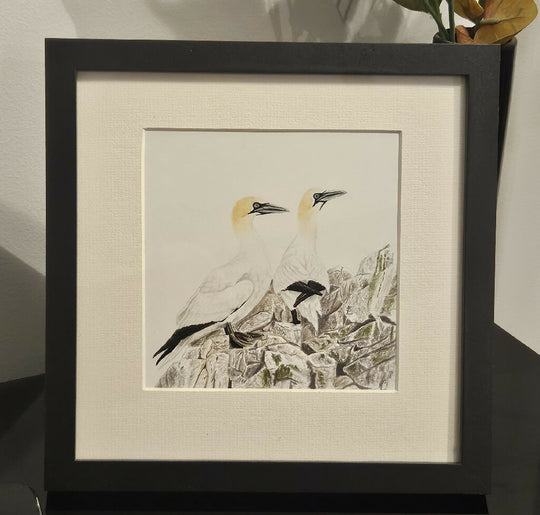 Gannet Pair Original Artwork, mounted and framed in 9x9 inch frame