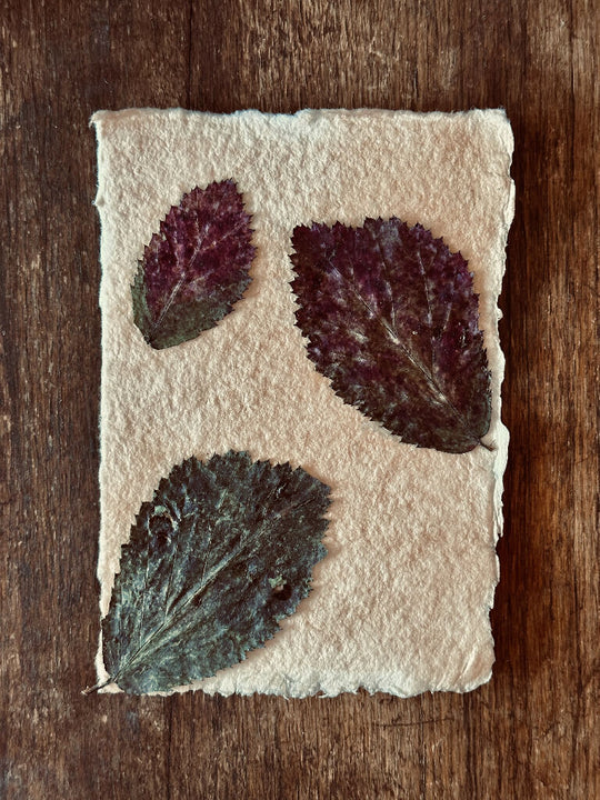 Rustic Vintage Style Autumn Themed Timeless Leaf Collage