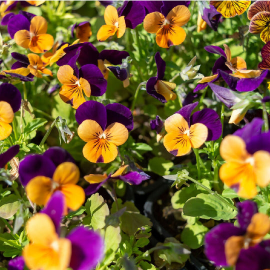 Viola Plants, 'Fireworks Mix', 20 x Full Plant Pack