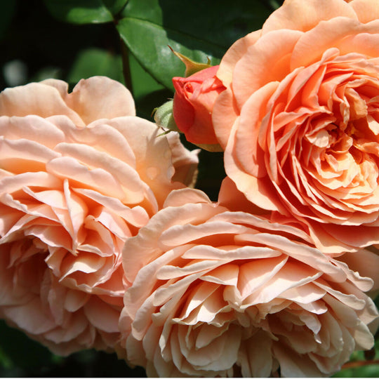 Rose Plant 'Sweet Wonder' Full Plants in 3 Litre Pots