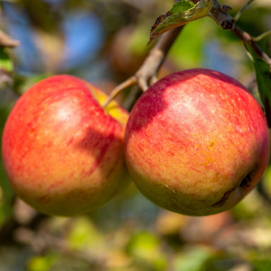 Apple 'Cox Orange Pippin Trees, Full Plants in 10 Litre Pots